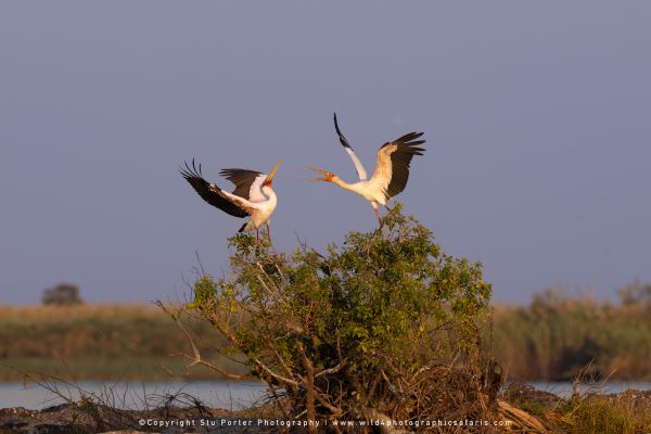 Two Yellow-billed Storks interacting on a bush by Stu Porter, Wild4 Photography Tours
