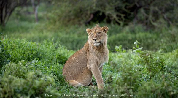 Tanzania Photo Safaris with Stu Porter