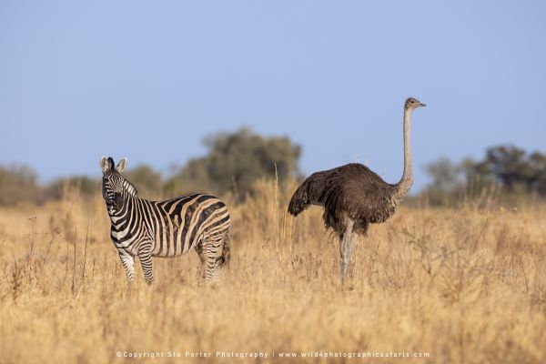 Zebra and Ostrich in dry grassland by Stu Porter, Wild4 Photo Safaris