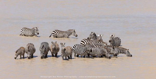 Tanzania Photo Safaris with Stu Porter