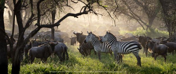 Ndutu Woodland Copyright Stu Porter