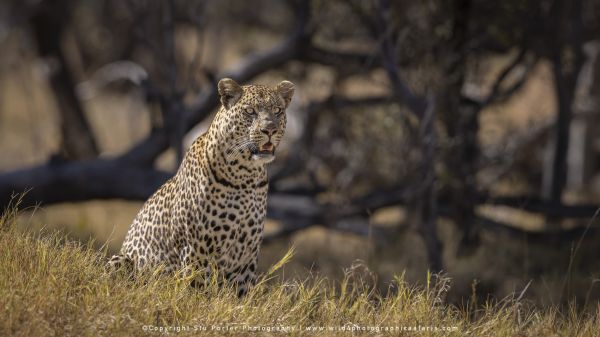 BOtswana photographic tours with Stu Porter