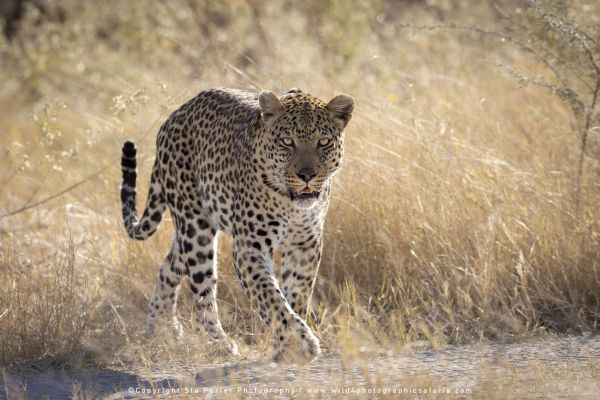 BOtswana photographic tours with Stu Porter