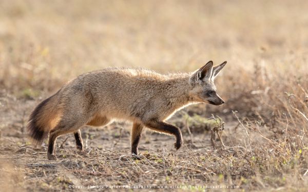 Bat-eared fox walking through dry Ndutu grassland during golden afternoon light photography