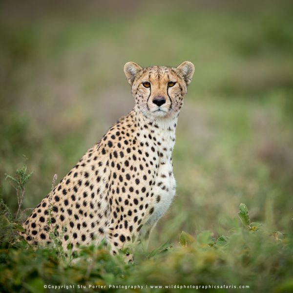 Soft April portraits captured by Stu Porter for Wild4 Photo Safaris guests