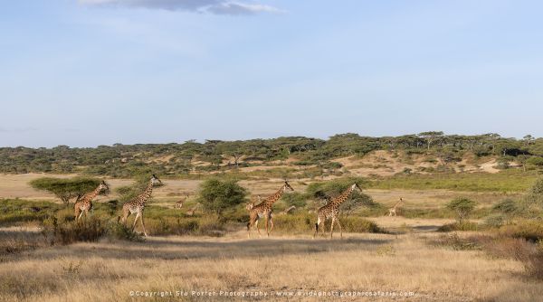 Classic Ndutu landscapes create perfect backdrops for elegant giraffe photography sessions daily