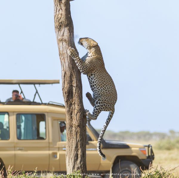 Leopard climbing tree beside Safari vehicle in Ndutu woodland habitat