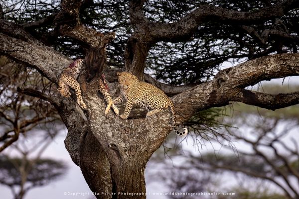 leopard with his cheetah kill in acacia tree displaying rare behaviour Ndutu ecosystem