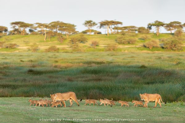 Lioness leading cubs across lush Ndutu plains during April green season photography
