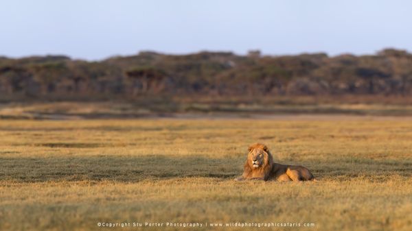 Solitary lions in April benefit from space, soft light, and minimal vehicles