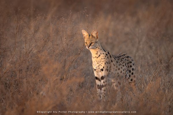 Serval standing alert in dry Ndutu grassland during late afternoon light photography