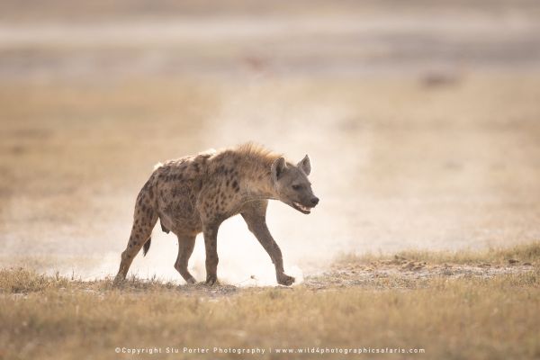 Spotted hyena walking through dust during Ndutu dry season backlight wildlife photography