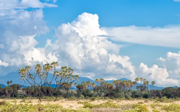 Samburu National Reserve landscape with doum palms, dramatic clouds, and distant mountains