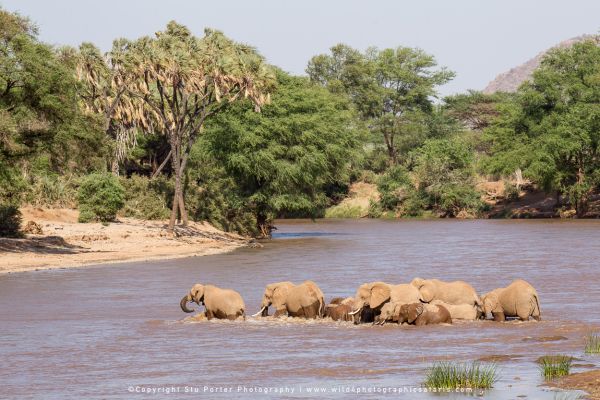 Elephant herd crossing Ewaso Ng’iro River beneath doum palms in Samburu Reserve