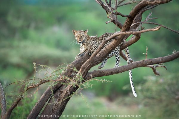 Leopard resting in acacia tree overlooking green Samburu landscape and open plains