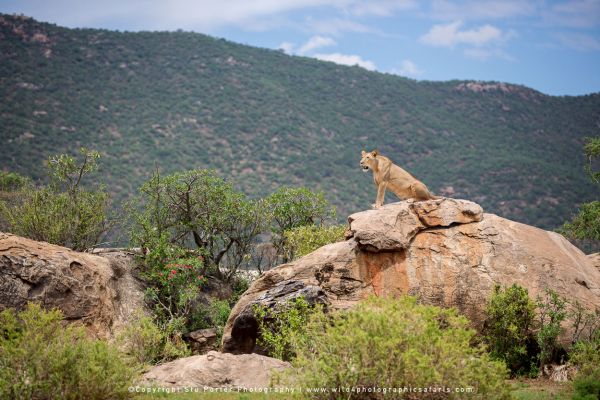 Lioness perched on rocky outcrop surveying Samburu plains and distant green hills