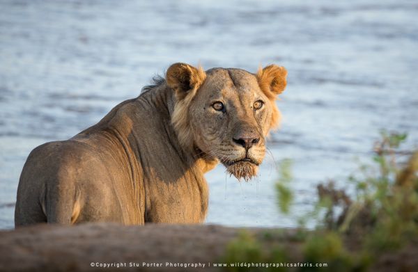 Maneless male lion resting beside Ewaso Ng’iro River in Samburu National Reserve