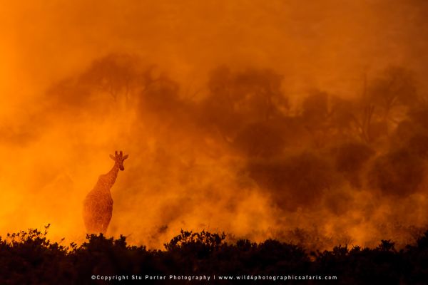Reticulated giraffe emerging through glowing dust and sunset light in Samburu National Reserve