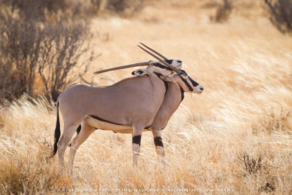 Beisa oryx standing in golden grasslands, perfectly adapted to Samburu’s dry environment