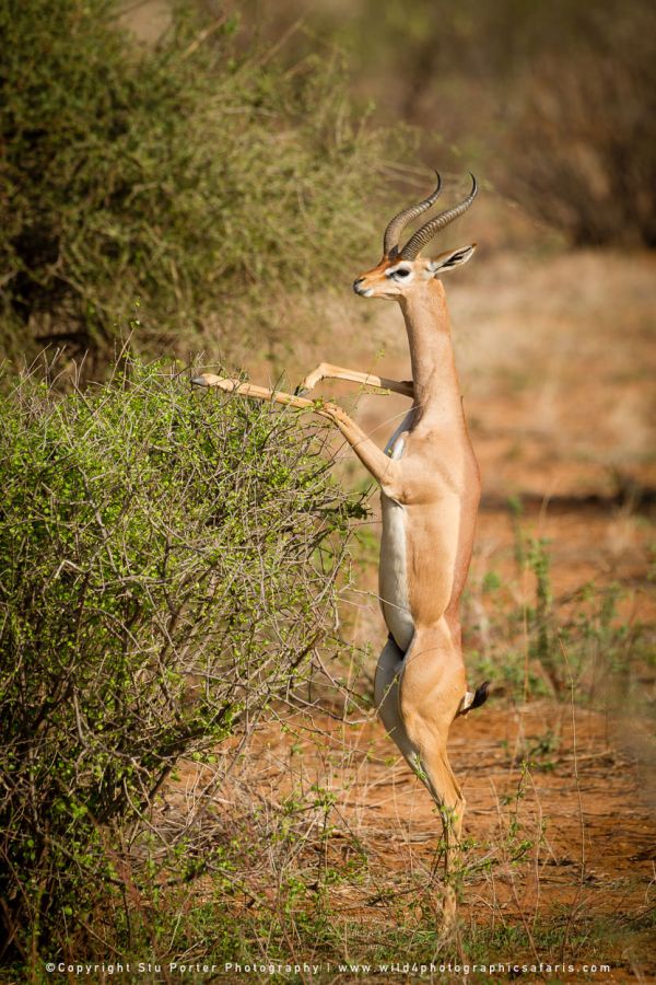 Gerenuk standing upright to browse foliage in Samburu’s arid bushveld landscape