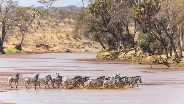 Grevy’s zebra herd crossing Ewaso Ng’iro River in Samburu National Reserve