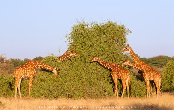 Reticulated giraffes feeding on acacia trees in Samburu’s golden morning light