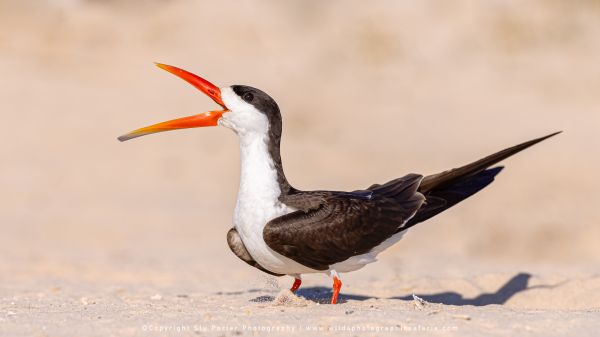 WILD4 Photo safaris - African Skimmer, Chobe BotswanaBotswana