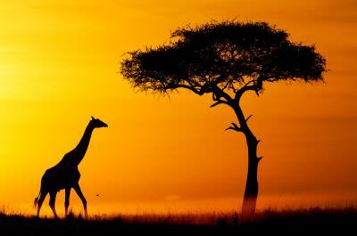 Giraffe and tree sunrise silhouette, WILD4 Photo Kenya