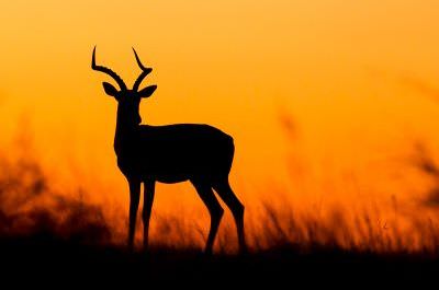 African photography tours Impala sunset