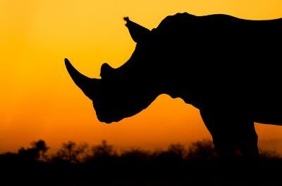 White Rhino at sunset South African photographic tours