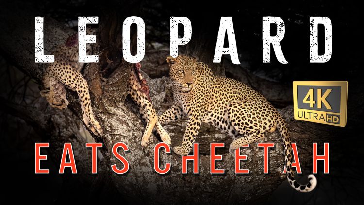 Leopard kills Cheetah in Ndutu Tanzania > Video