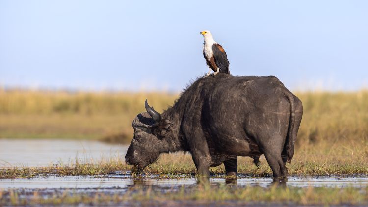 Okavango, Savuti & Chobe River - Jul/Aug 2025