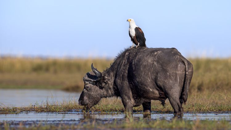 Okavango, Savuti & Chobe River - Jul/Aug 2025