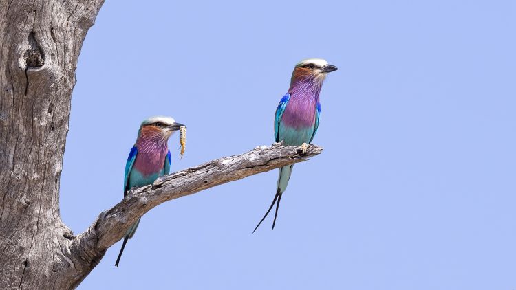 Okavango, Savuti & Chobe River - Aug 2025