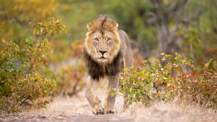 Magical Mashatu | Botswana - June 2025