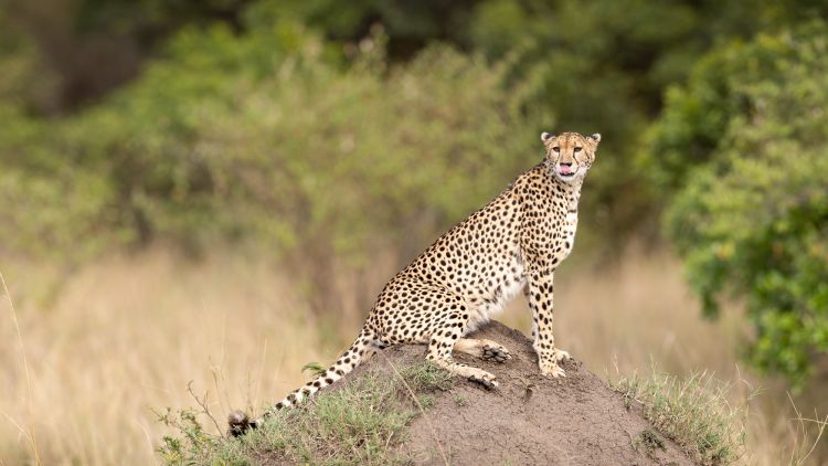 The Big Cats of the Masai Mara - August 2022