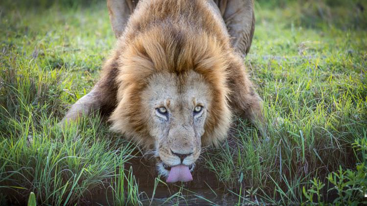 The Big Cats of the Masai Mara - September 2019