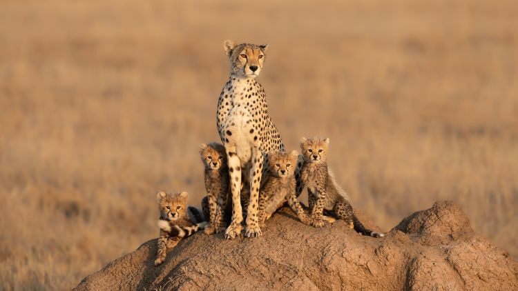 Big Cats of the Serengeti - Sept/Oct 2019