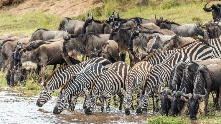 The Great Migration - August 2019