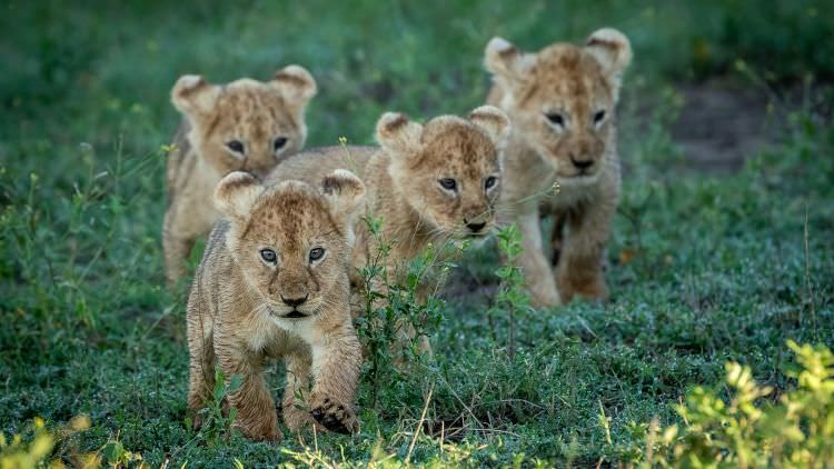 Amboseli, Ngorongoro Crater, Serengeti & Ndutu - March 2019