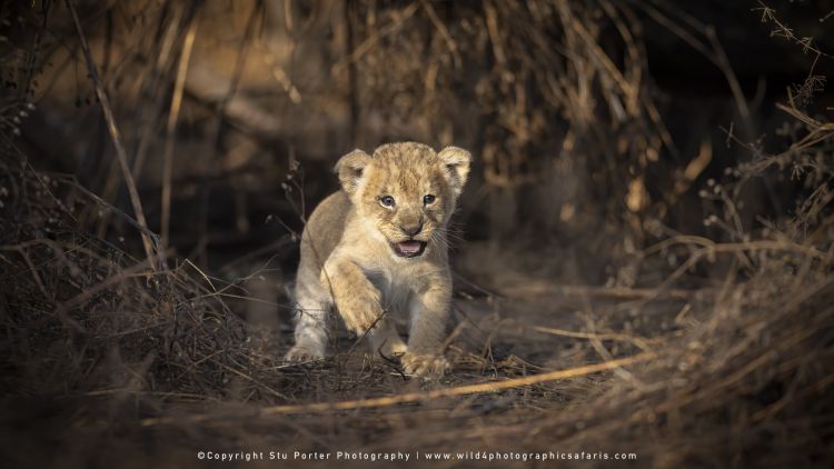The Big Cats of the Serengeti - Sep 2023