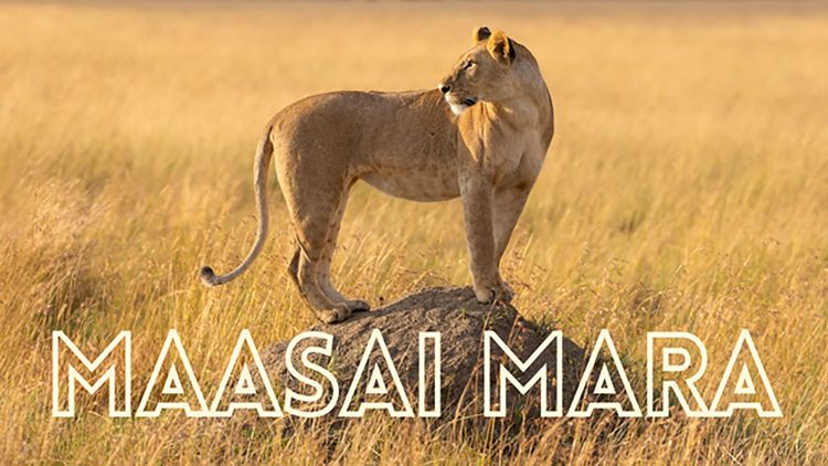 Maasai Mara with Villiers Steyn & Stu Porter > Video