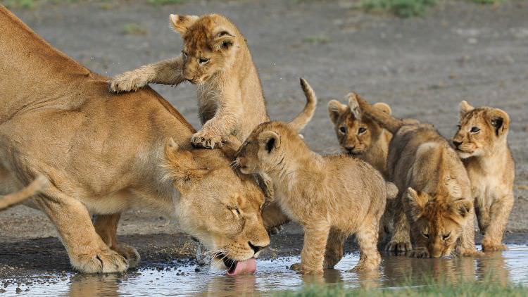 Amboseli, Ngorongoro Crater, Serengeti & Ndutu - March 2019 > Video