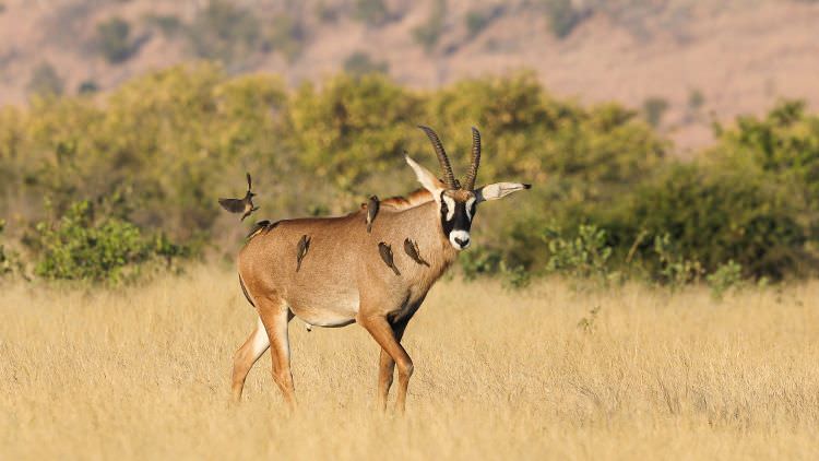 Okavango Delta, Savuti & Chobe River - June 2019 > Video