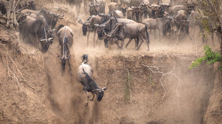 Great Migration Kenya - September 2017 > Video