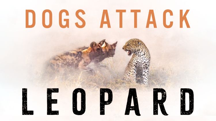 Wild dogs attack a Leopard in Savuti Botswana > Video