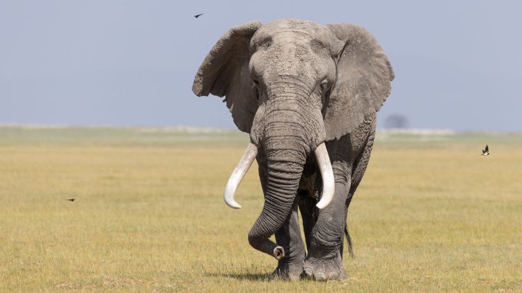 Amboseli, Crater, Serengeti & Ndutu - March 2022 > Video