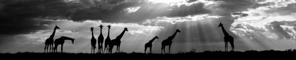 WILD 4 PHOTO Pty Ltd FAQ WILD 4 PHOTO Pty Ltd FAQ