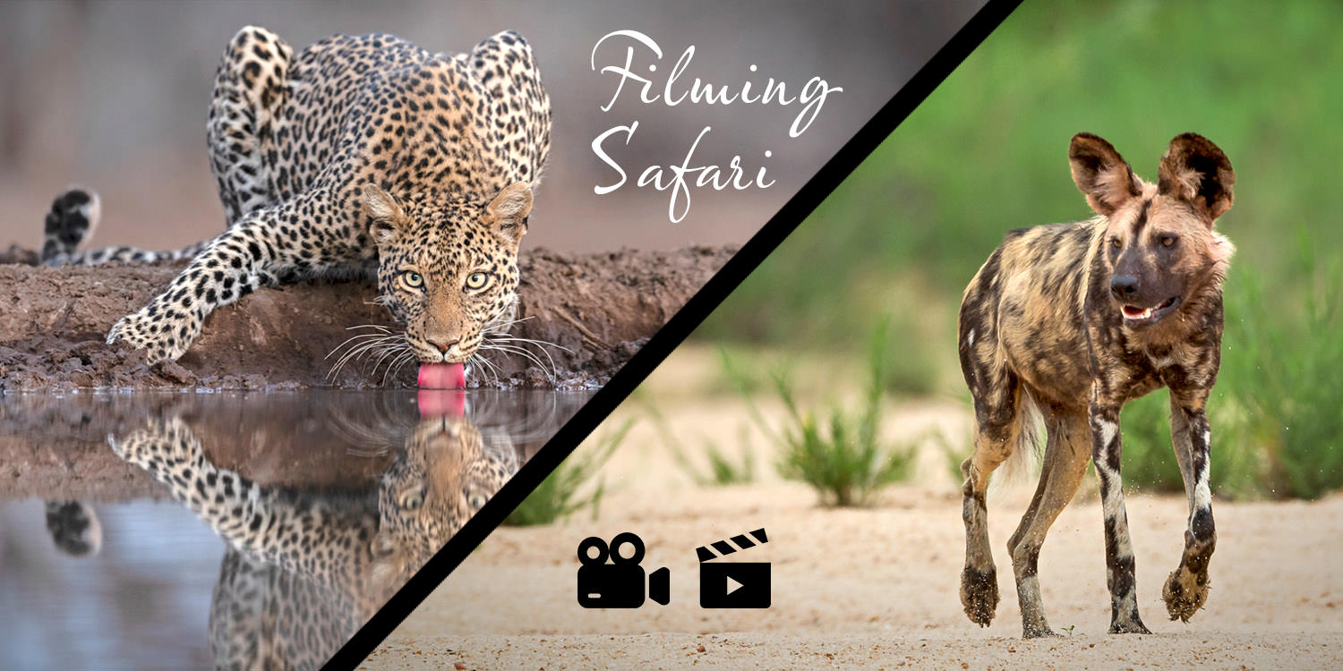 Mashatu, MalaMala & Kruger Hotel - Wildlife Filming Safari - Nov 2026