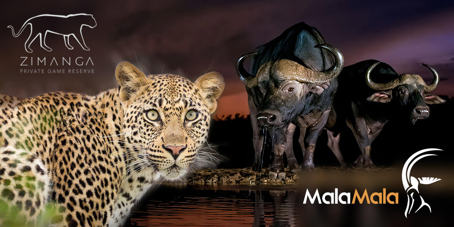 MalaMala and Zimanga Photo Safari - July 2025
